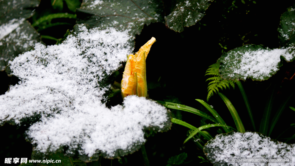 雪與火