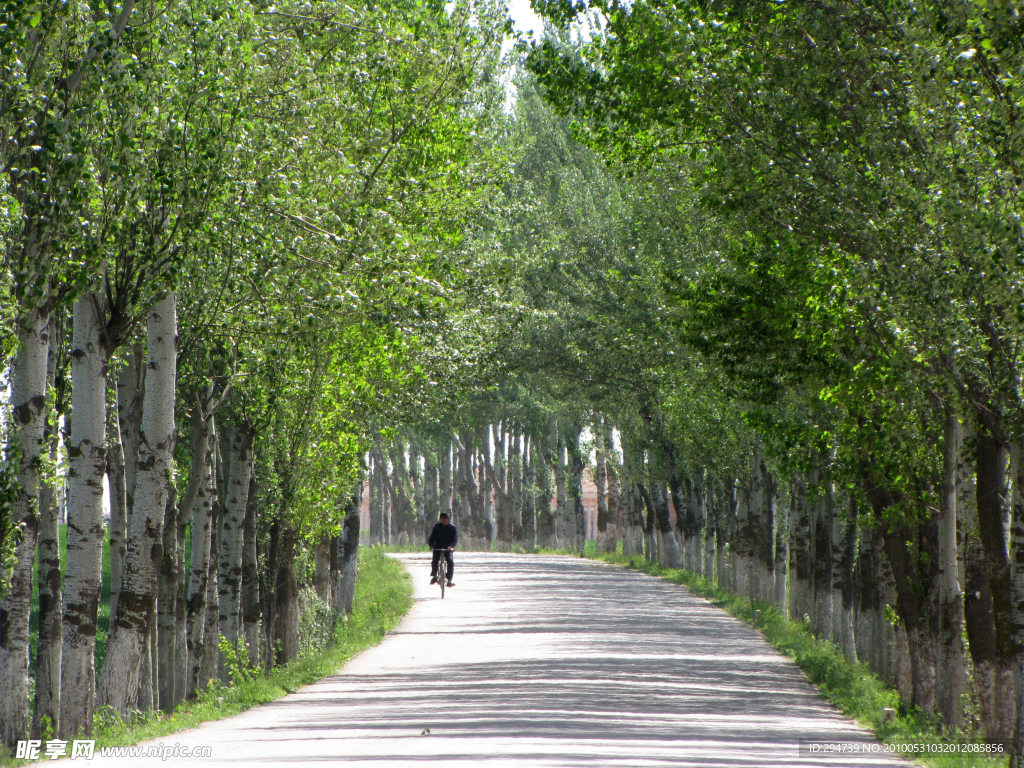 白楊 公路