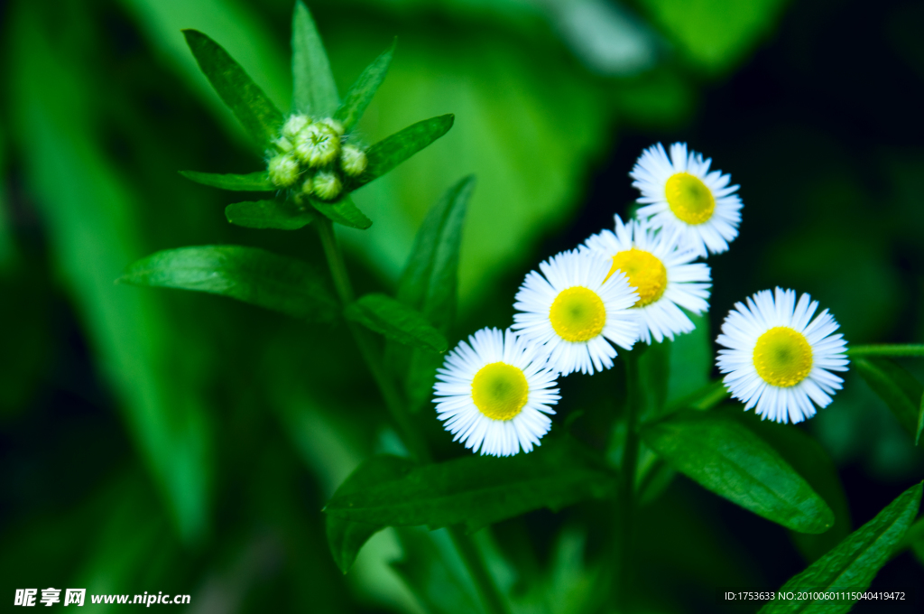 白花