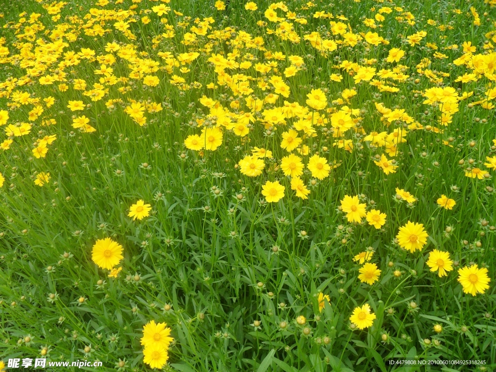 野菊花