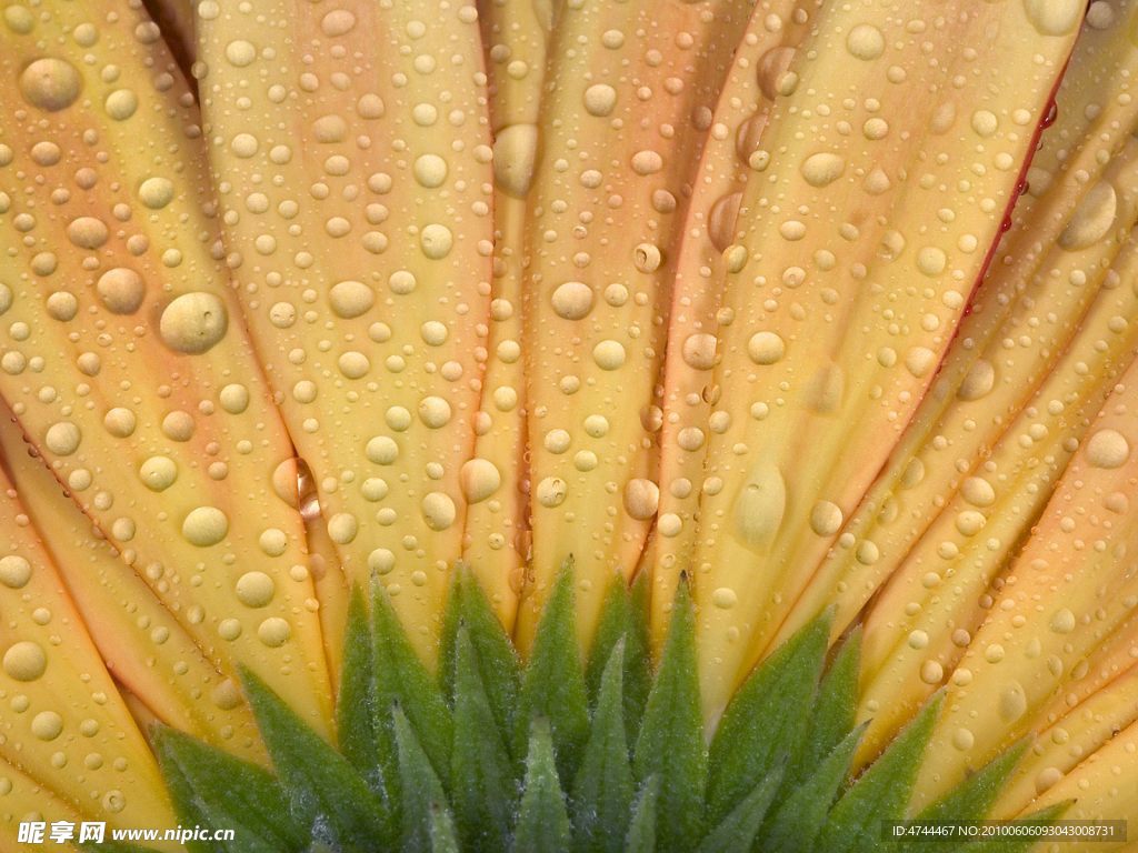 向日葵 花 素材