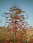 枫树 枫叶 蔚蓝天空 秋色 红叶香山
