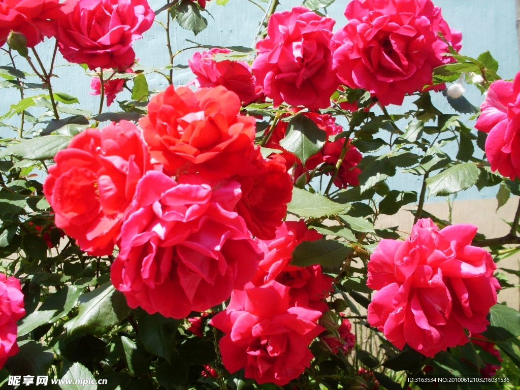 月季花