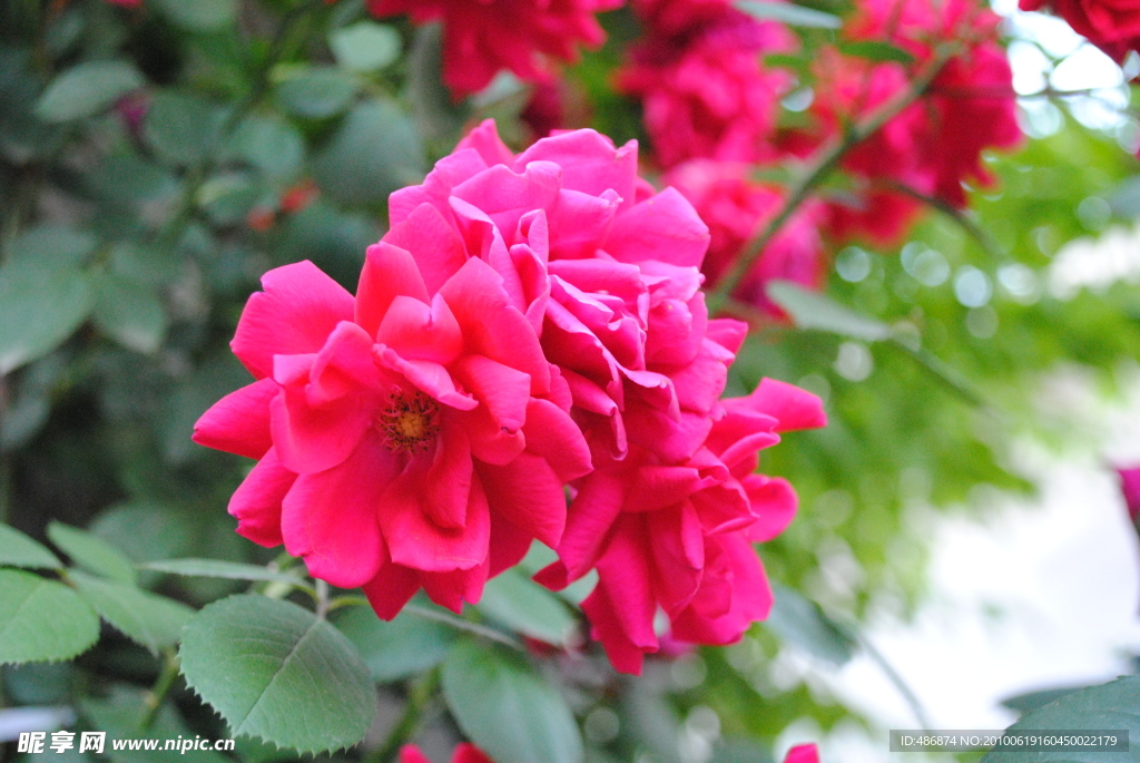 月季花