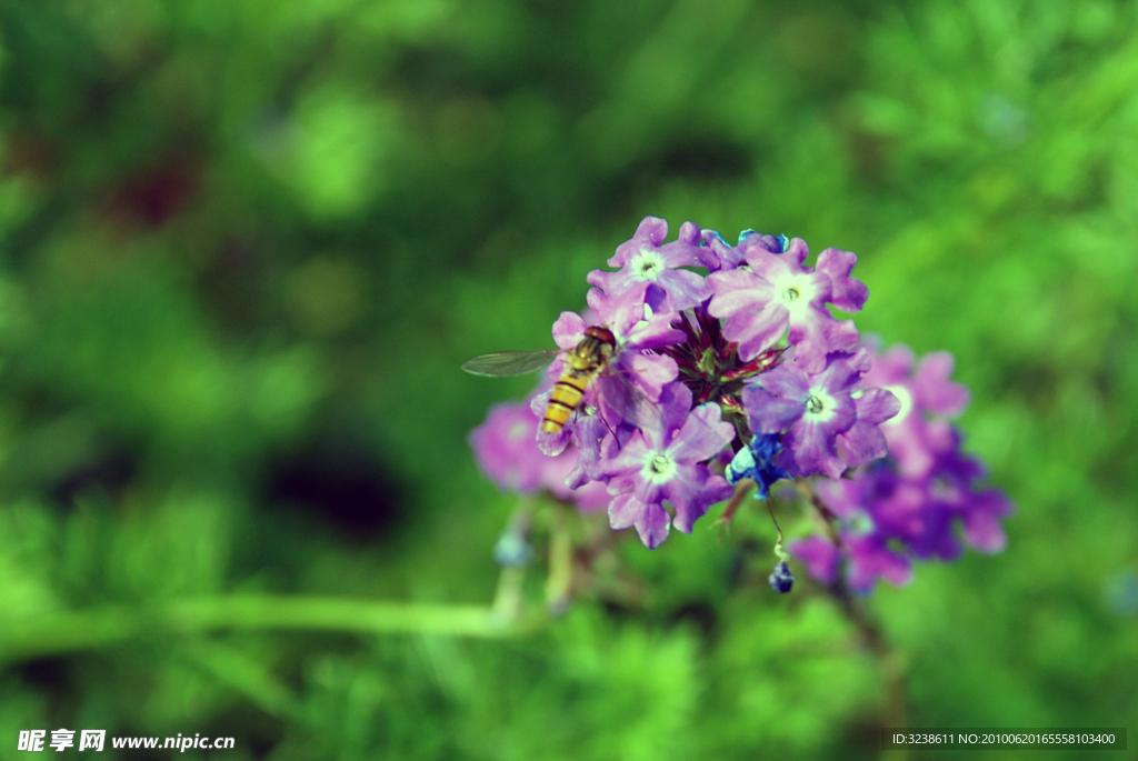 蜜蜂