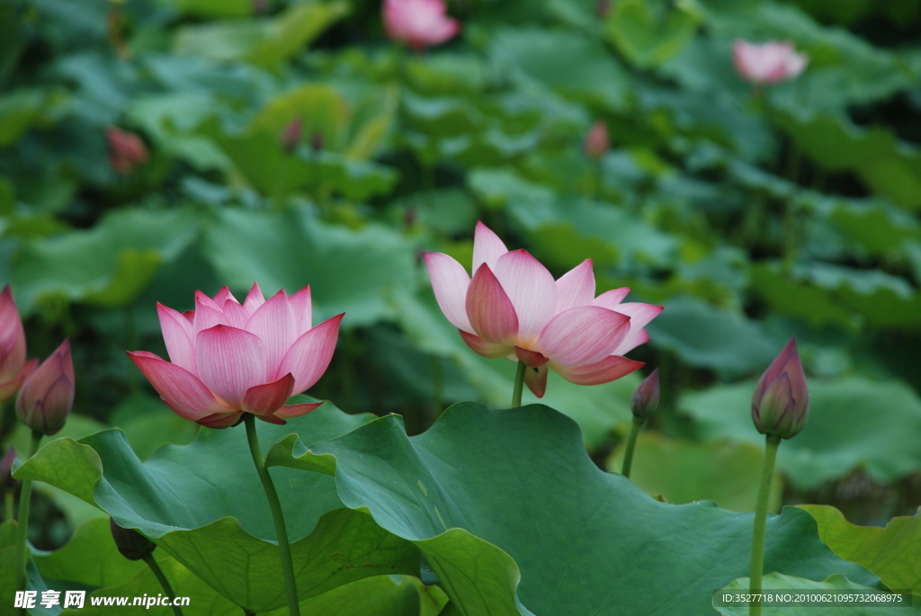 蓮花