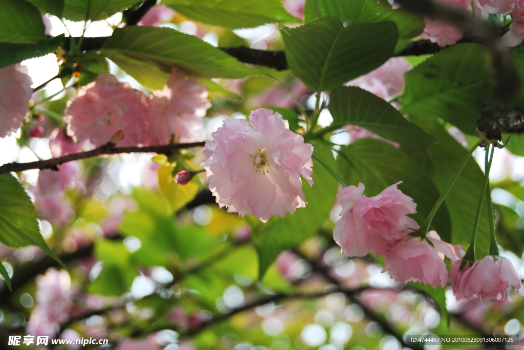 粉紅色花兒 櫻花 花草