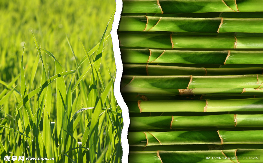 绿色竹子背景