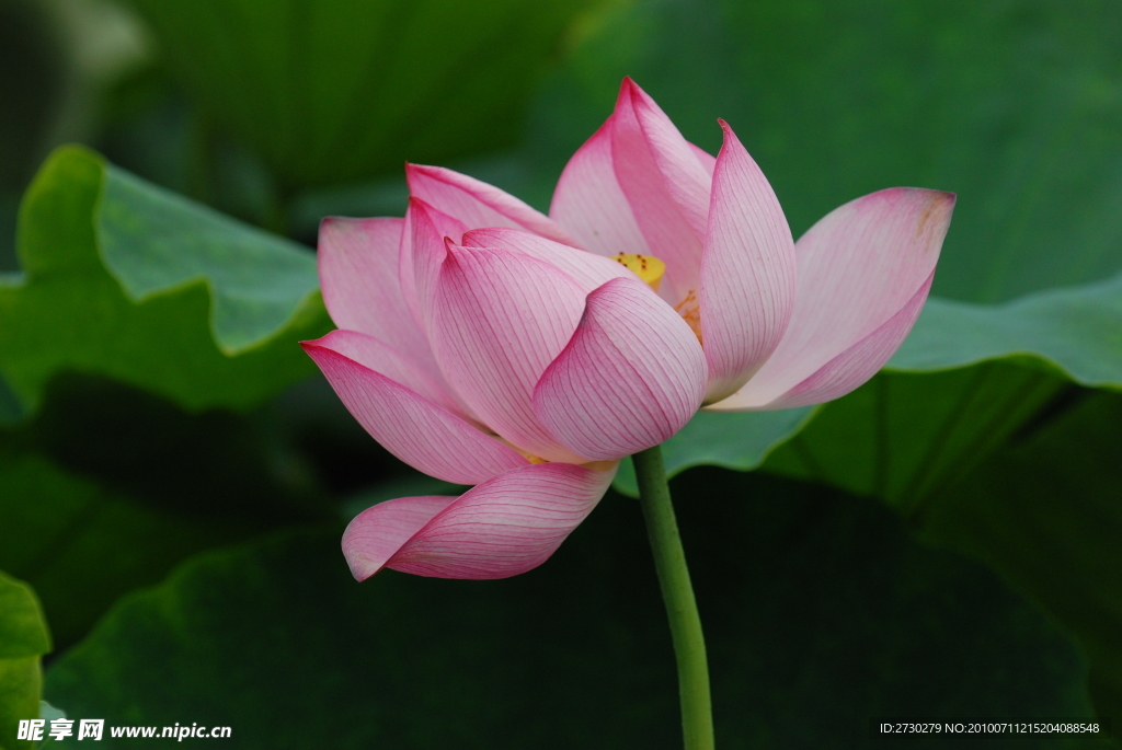 高清 夏日 荷花