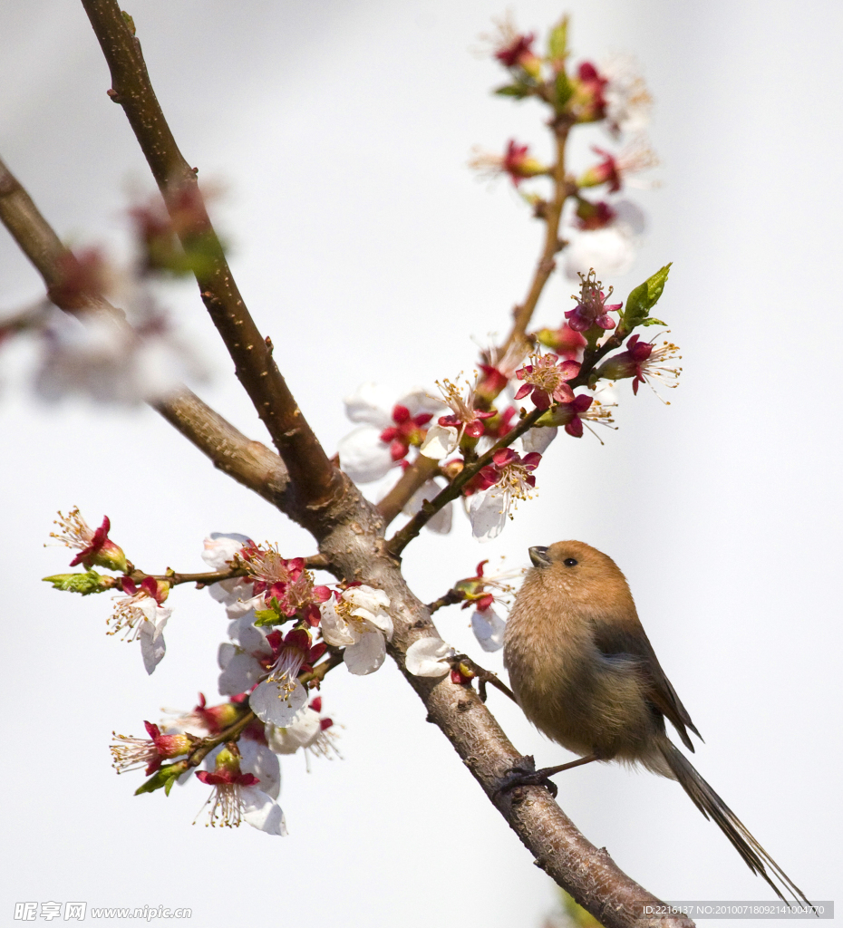 梨花鳥(niǎo)