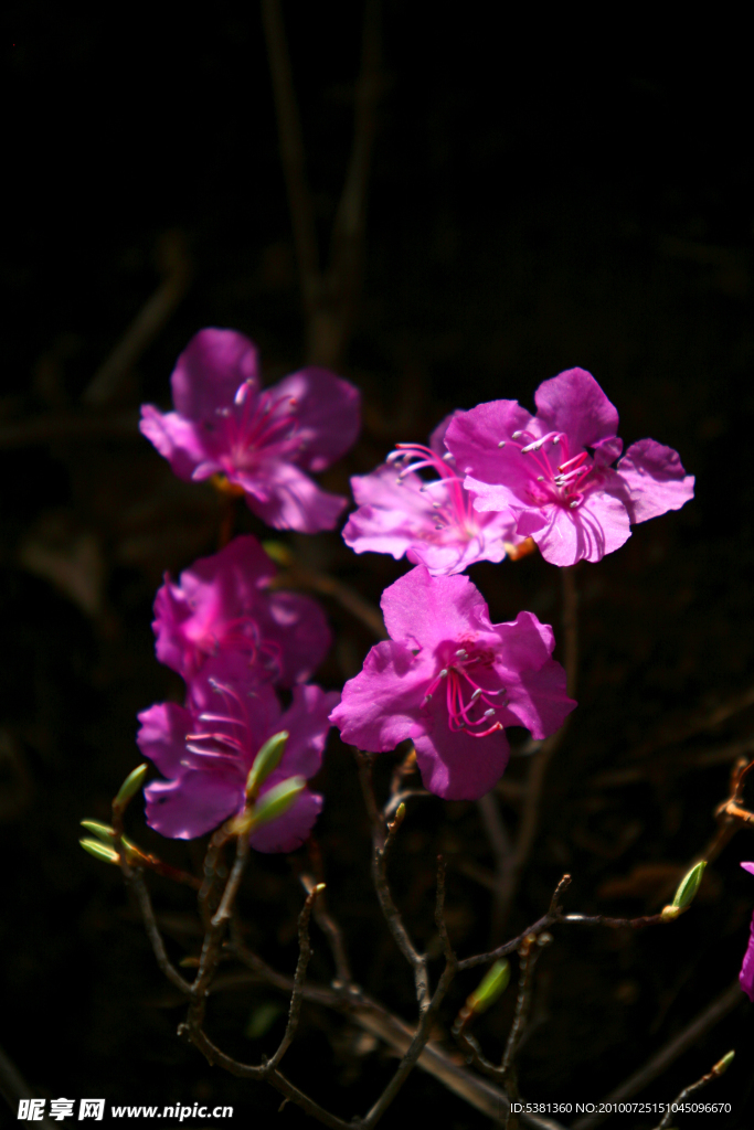 紫色的花
