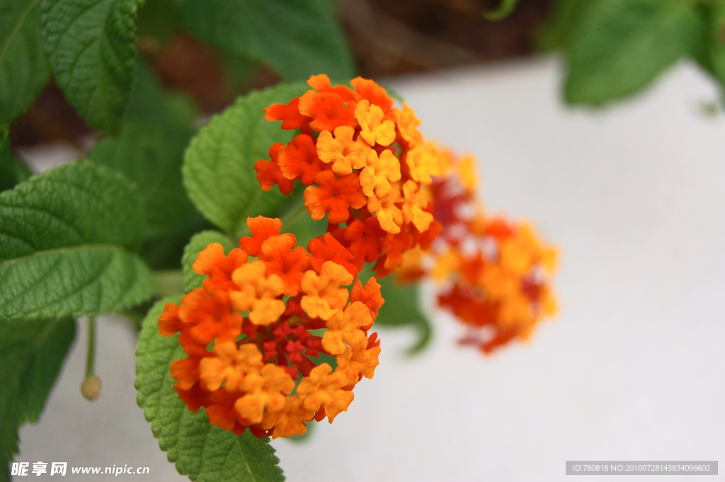 鮮花