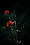 红罂粟花