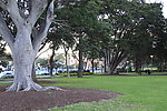 悉尼公园大树