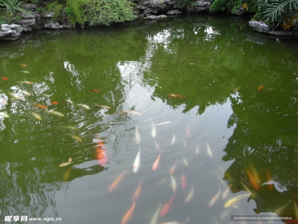 水中魚