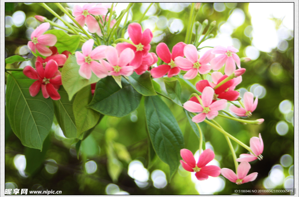 花團錦簇