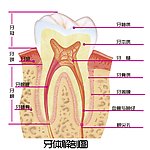 口腔 牙齿解剖图 医学 医院 教育 展板