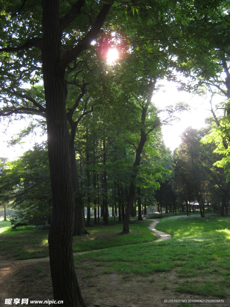 小樹林