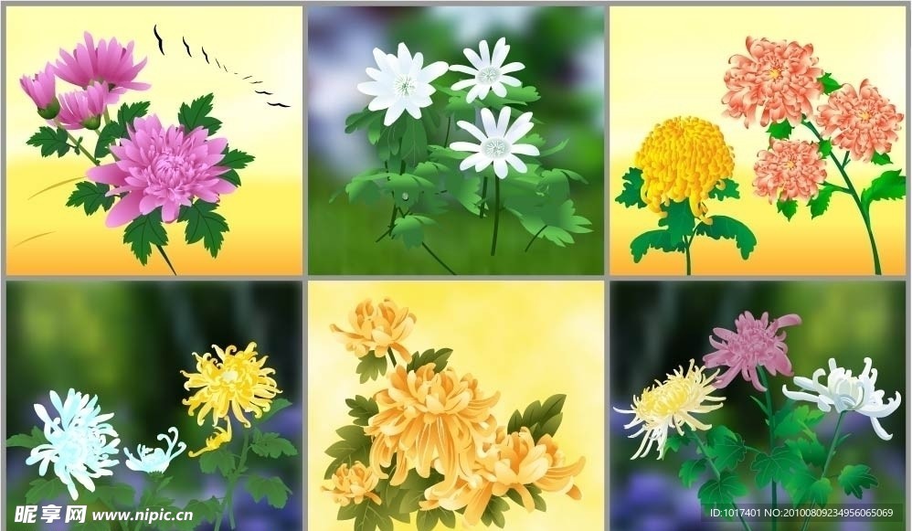 菊花