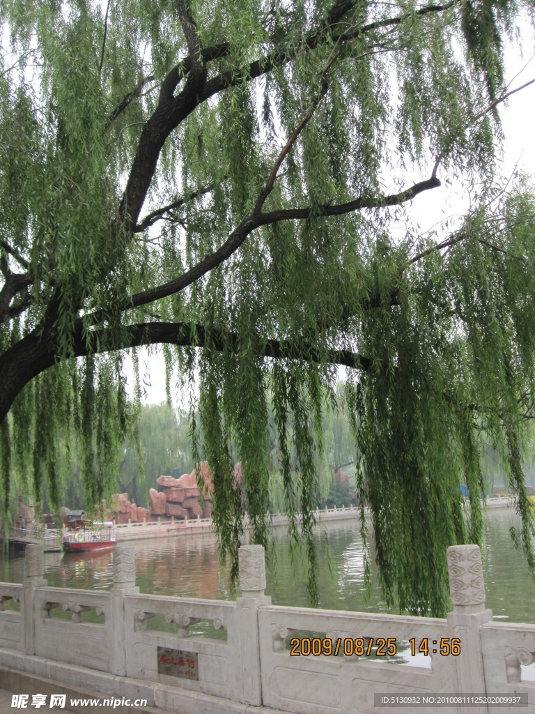 湖泊邊上的柳樹