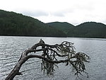 香格里拉青岱的山 骨感的樹與恬靜的水