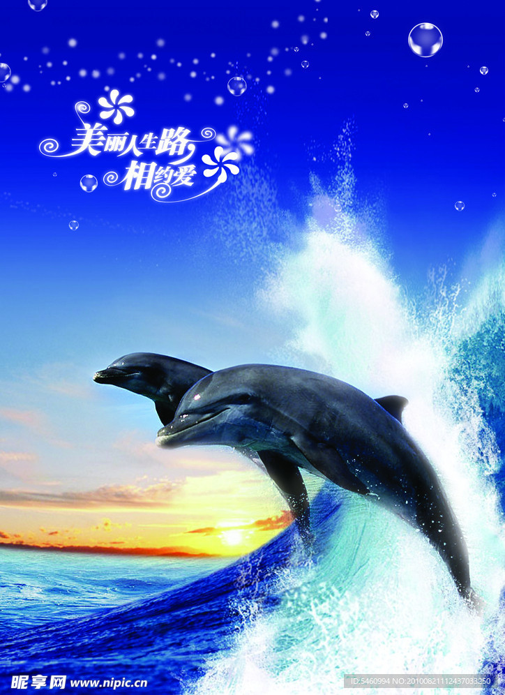 海豚表演