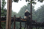 熊猫调情