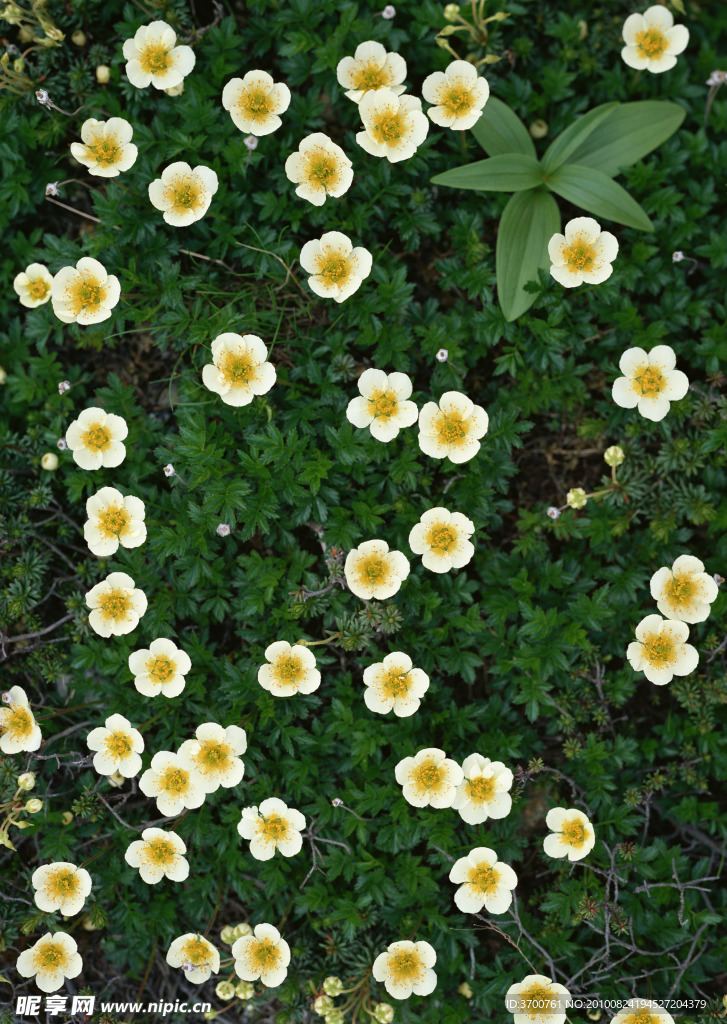 鮮花