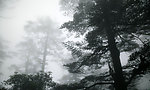七月的瓦屋山雾景