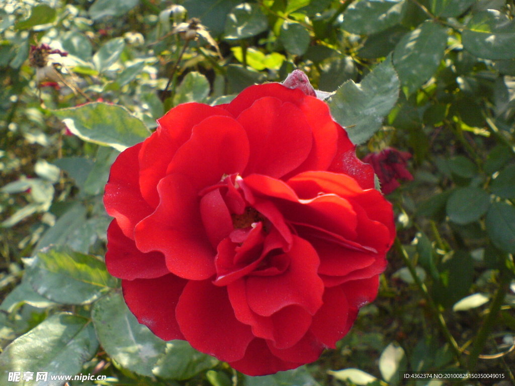 紅色月季花