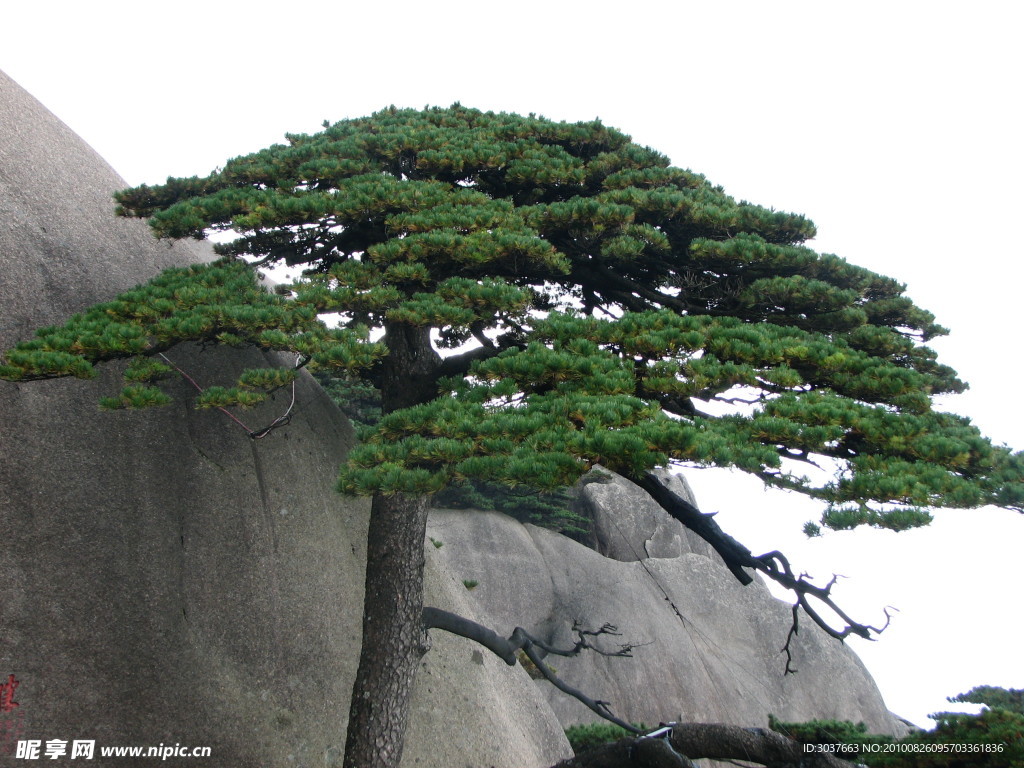 黃山 松 迎客松 山 石