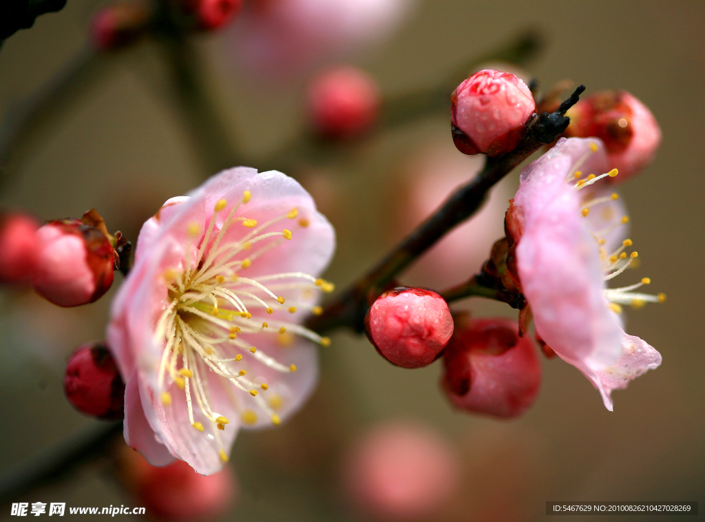 桃花