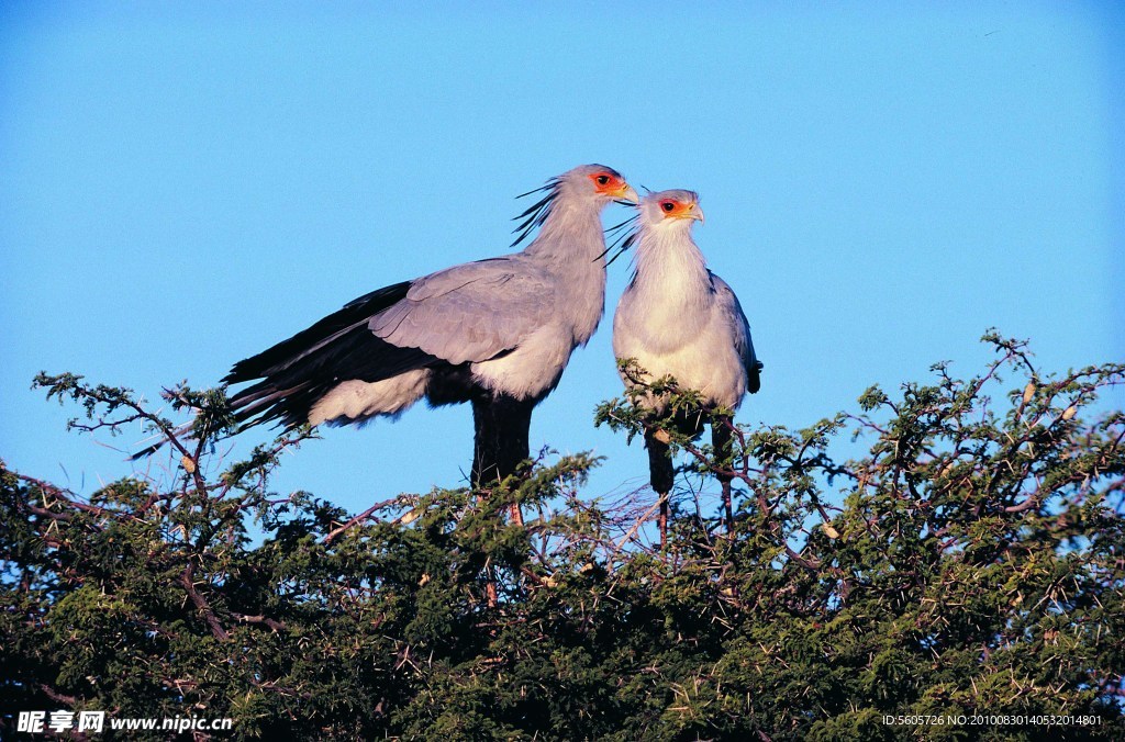 雌雄鳥兒在樹梢上