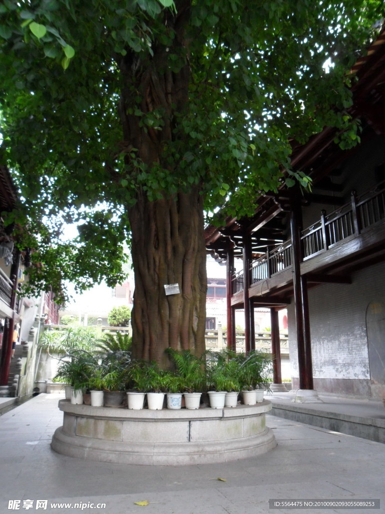 菩提樹