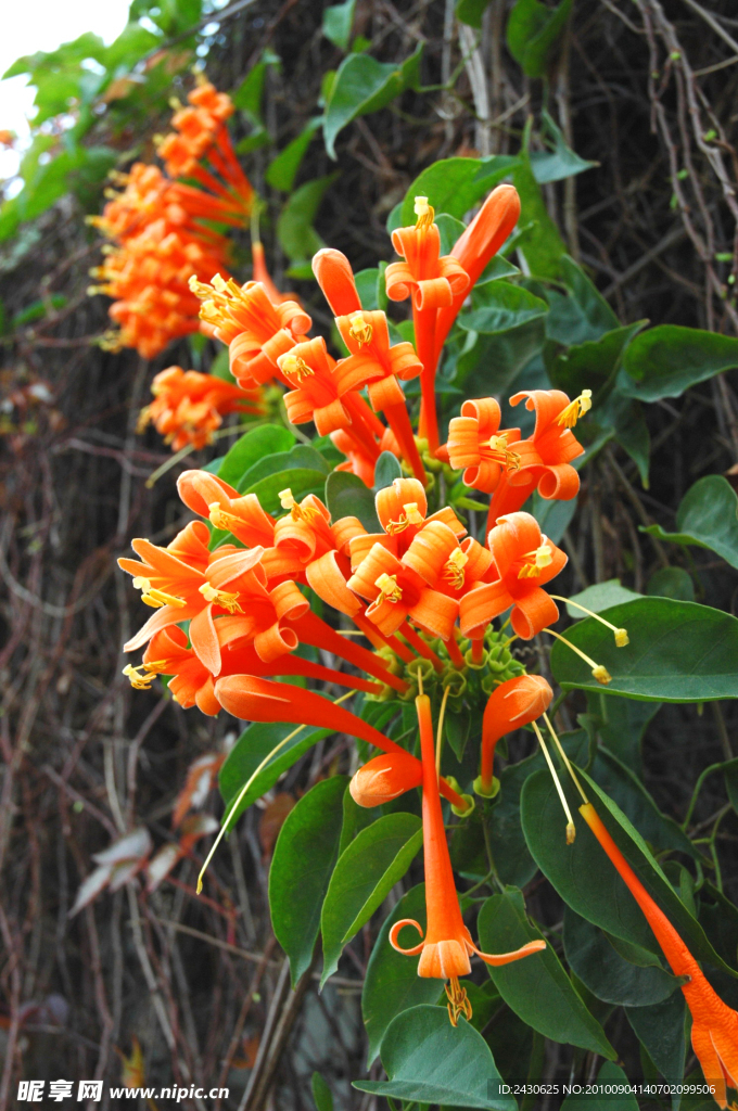 花牽藤