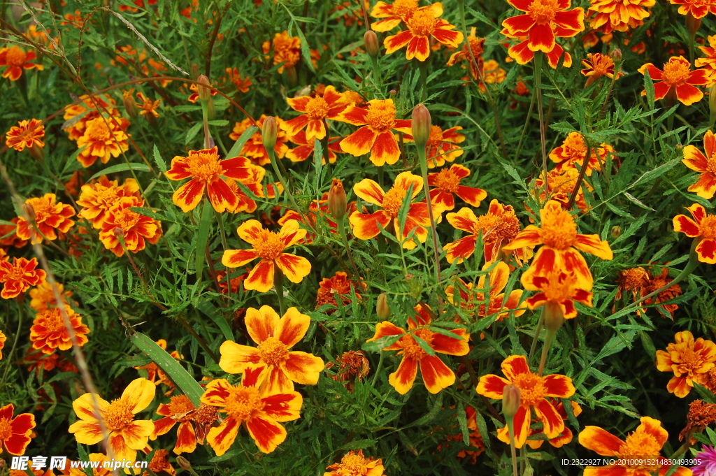 明黃色的一片鮮花