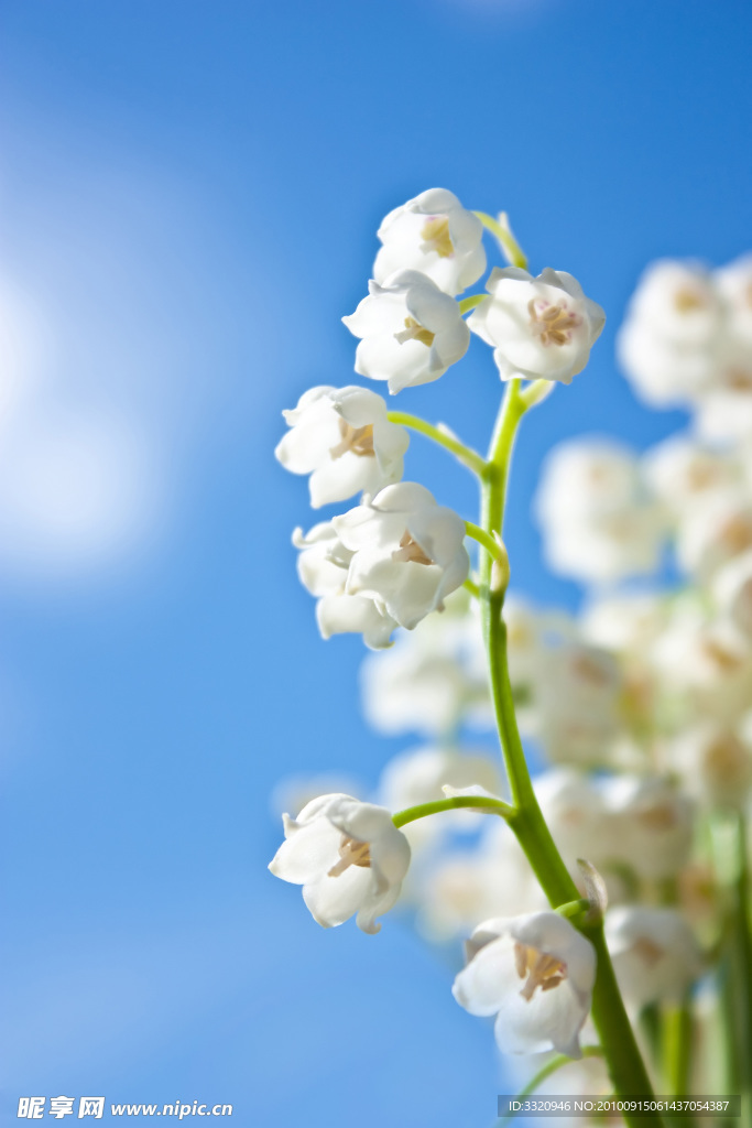 鈴蘭花