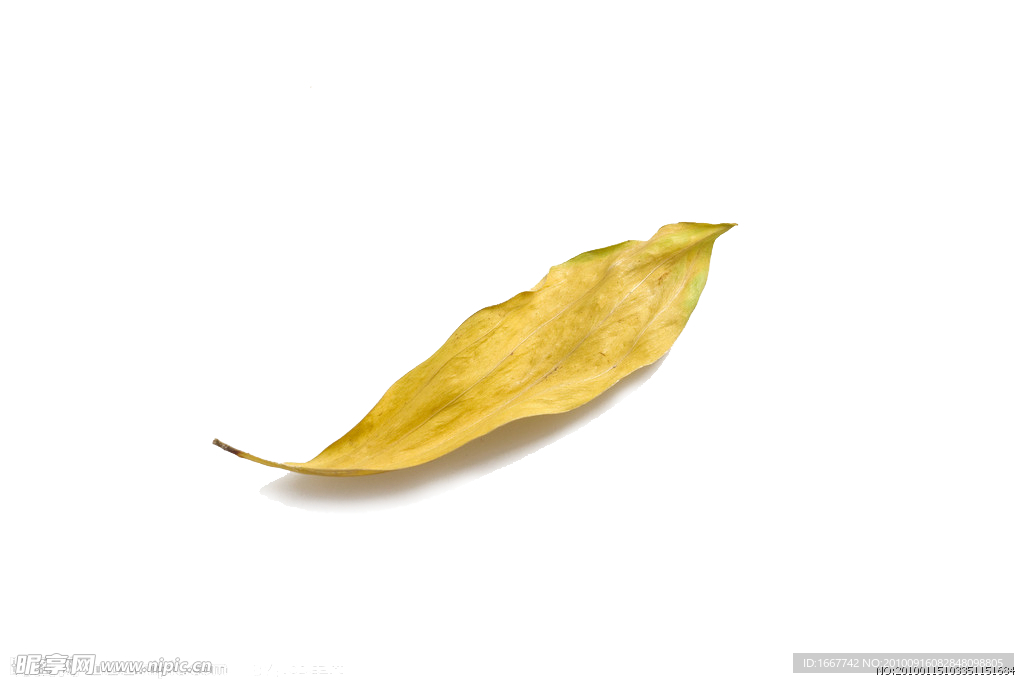 樹葉