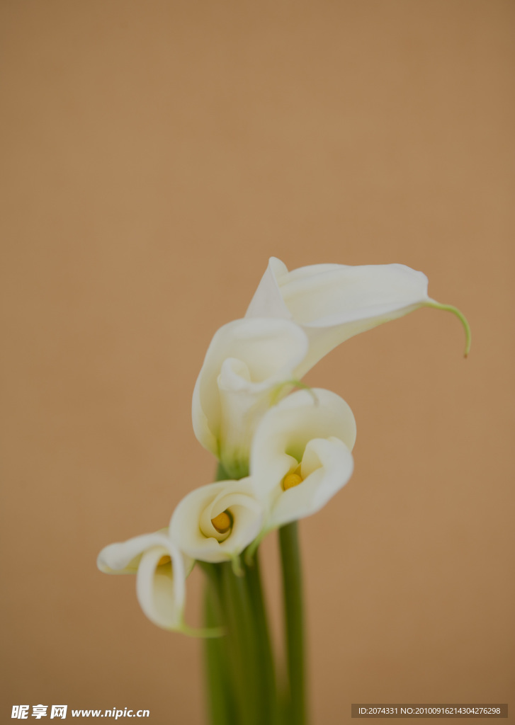 花卉 高清晰攝影 百合