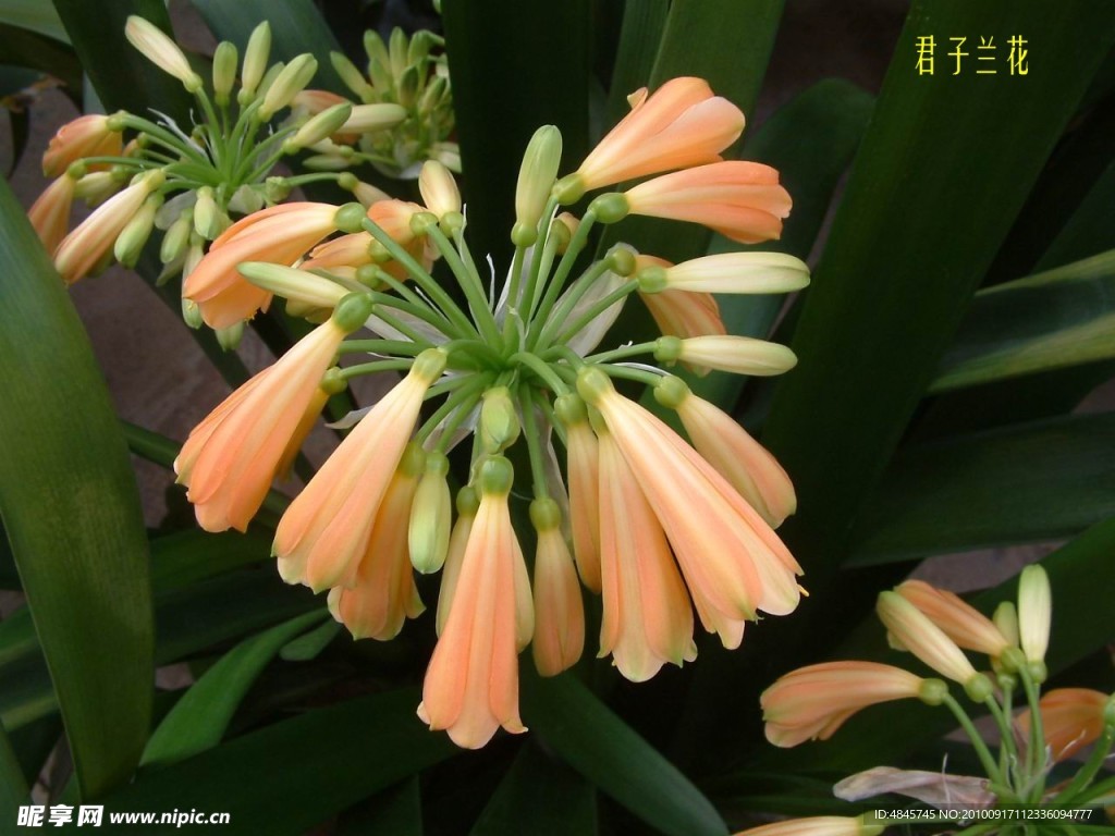 君子蘭花