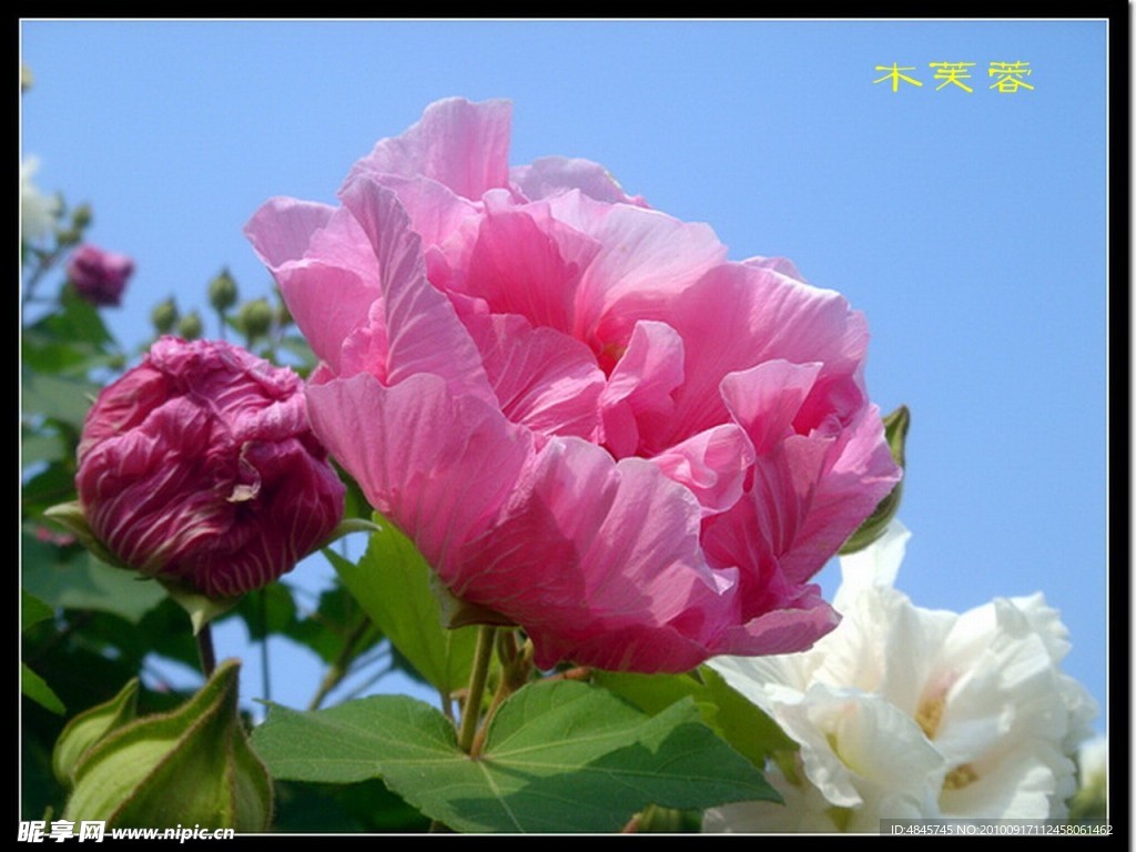 木芙蓉