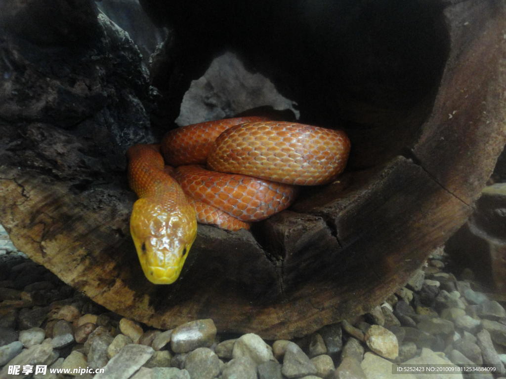 樹(shù)干里的蛇