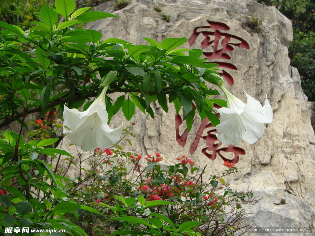百合花 云潺 石頭 懸崖