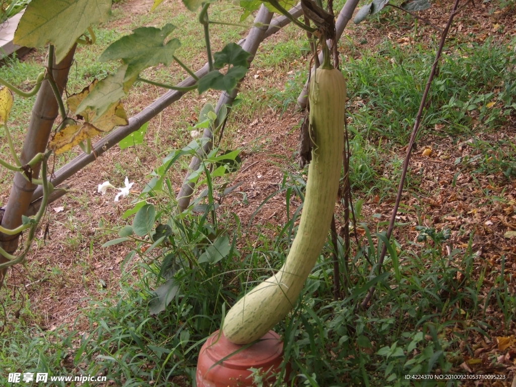 拉瓜