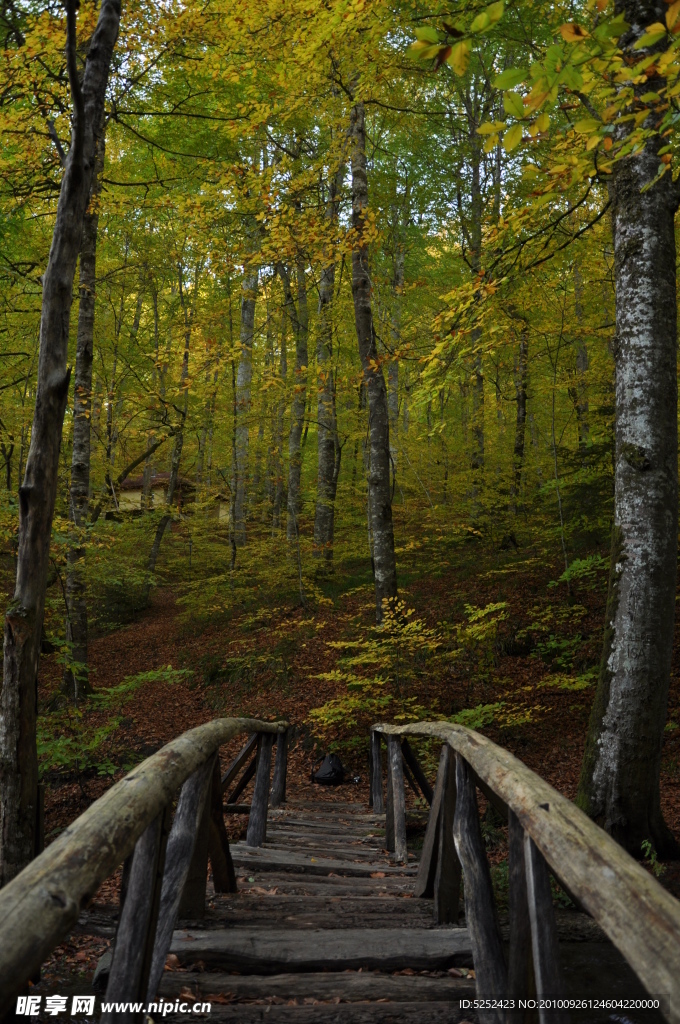 通往林中的木桥