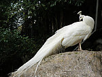 白孔雀