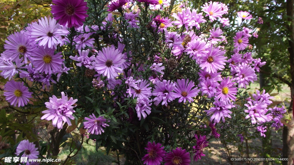 朵朵粉色小菊花