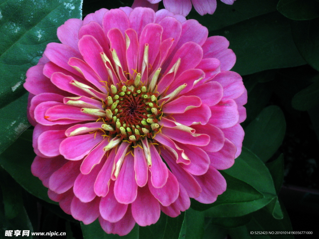 茶花