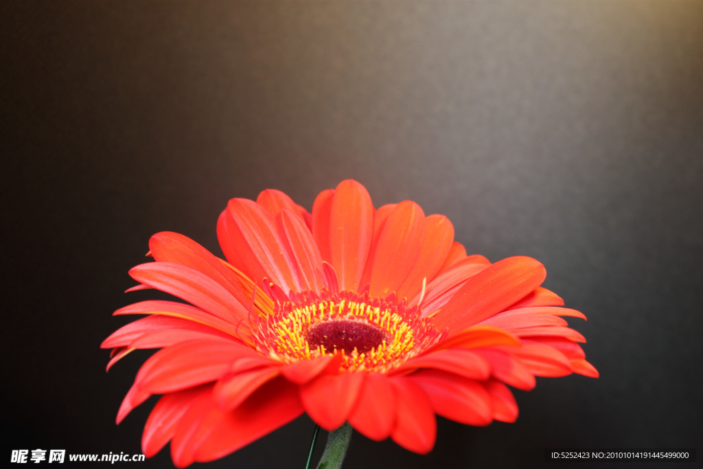紅色花卉