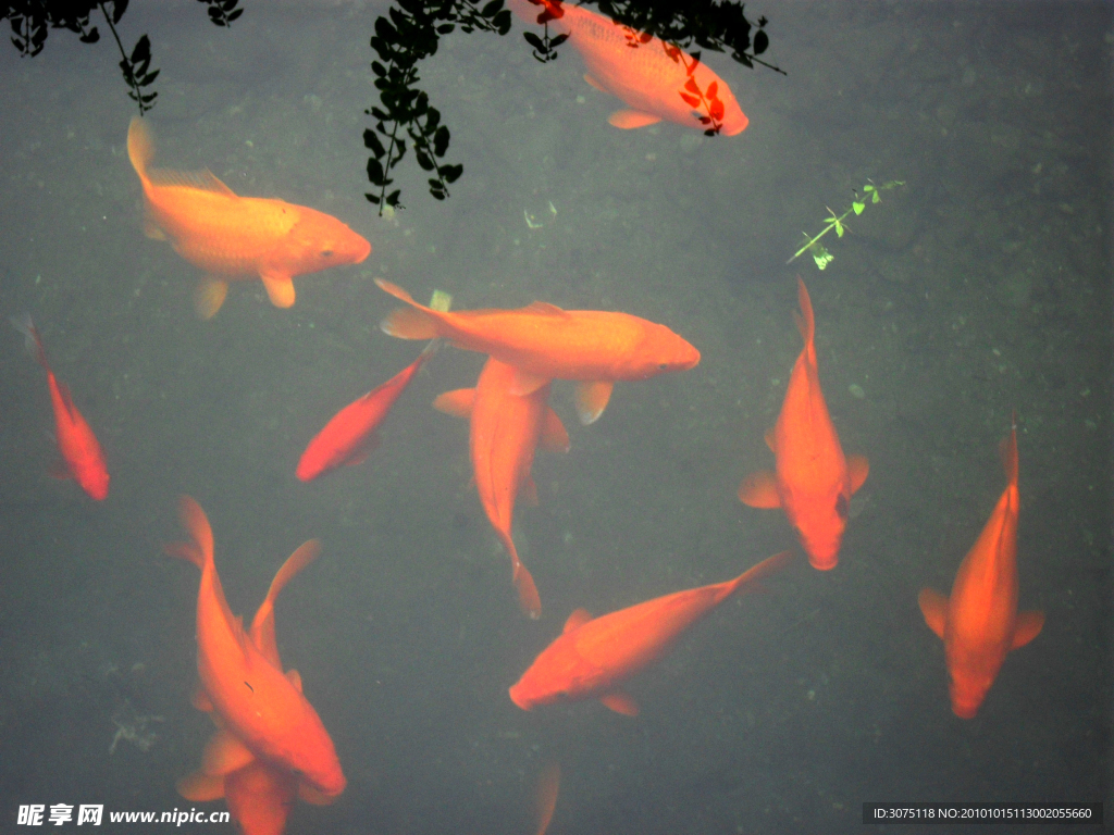 婺源紅鯉魚
